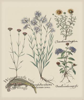 Besler 317 Colored  B2